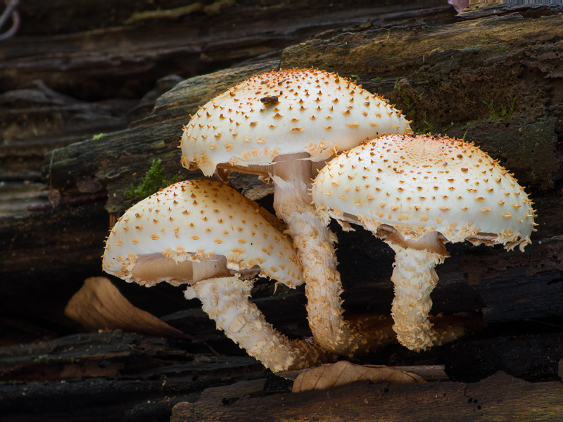 Pholiota squarrosoides